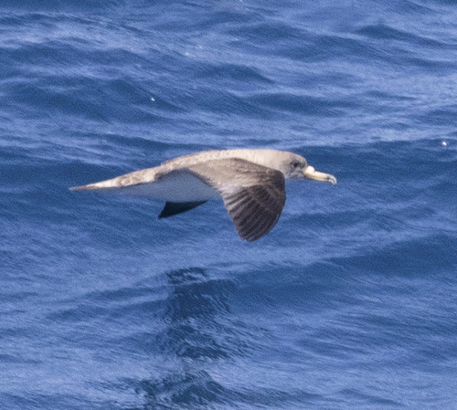 Scopoli's Shearwater