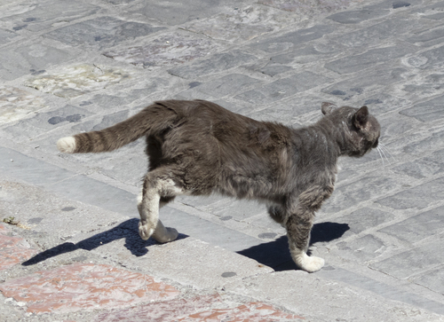 Domestic Cat