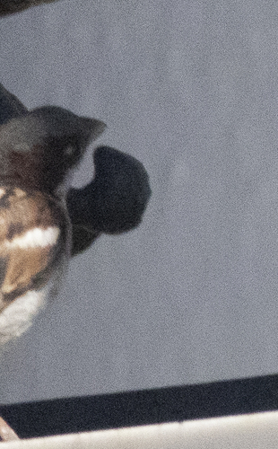 House Sparrow