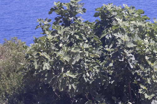 common fig