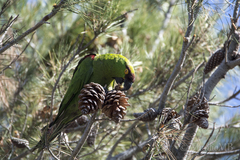 Rhynchopsitta terrisi