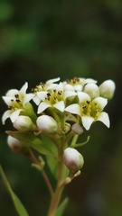 Comandra umbellata californica