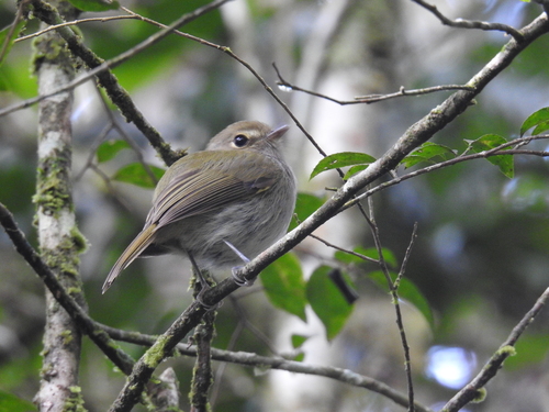 Drab-breasted Pygmy-Tyrant