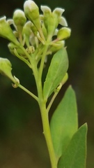 Comandra umbellata californica