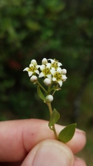Comandra umbellata californica