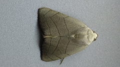 Bagisara buxea