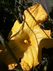 Cucurbita palmata