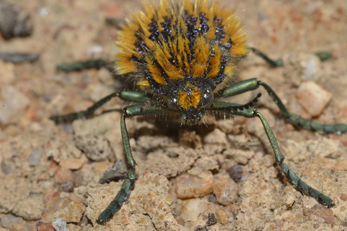 Julodis viridipes · iNaturalist