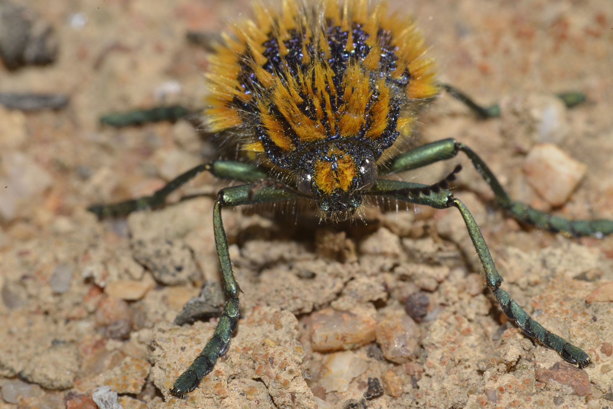 Julodis viridipes · iNaturalist