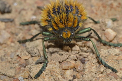 Julodis viridipes · iNaturalist