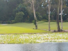 Phalacrocorax varius
