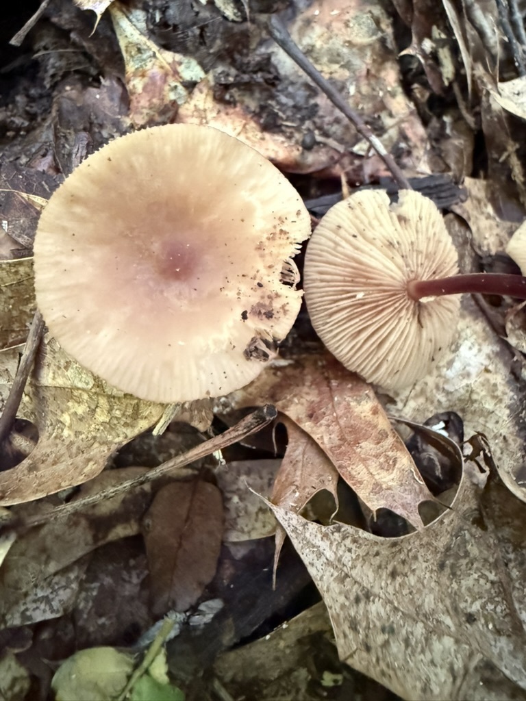 Collybiopsis subnuda · June 2026 · photo: Photo: (c) Fluff Berger, some rights reserved (CC BY-SA) · iNaturalist