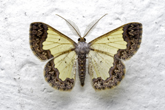 Zamarada denticulata