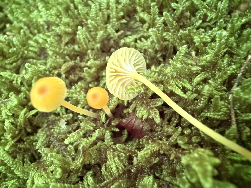 Orange Moss Navel · June 2026 · photo: Photo: (c) Fluff Berger, some rights reserved (CC BY-SA) · iNaturalist