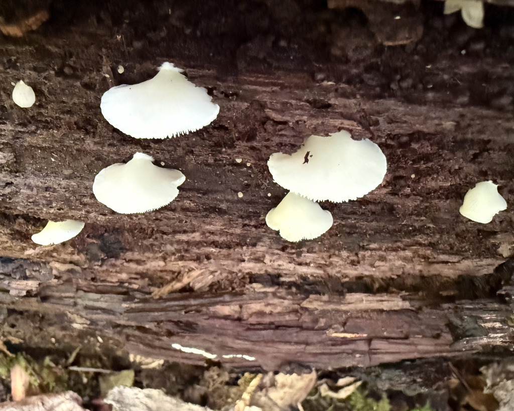 Flat Crep · June 2026 · photo: Photo: (c) Fluff Berger, some rights reserved (CC BY-SA) · iNaturalist