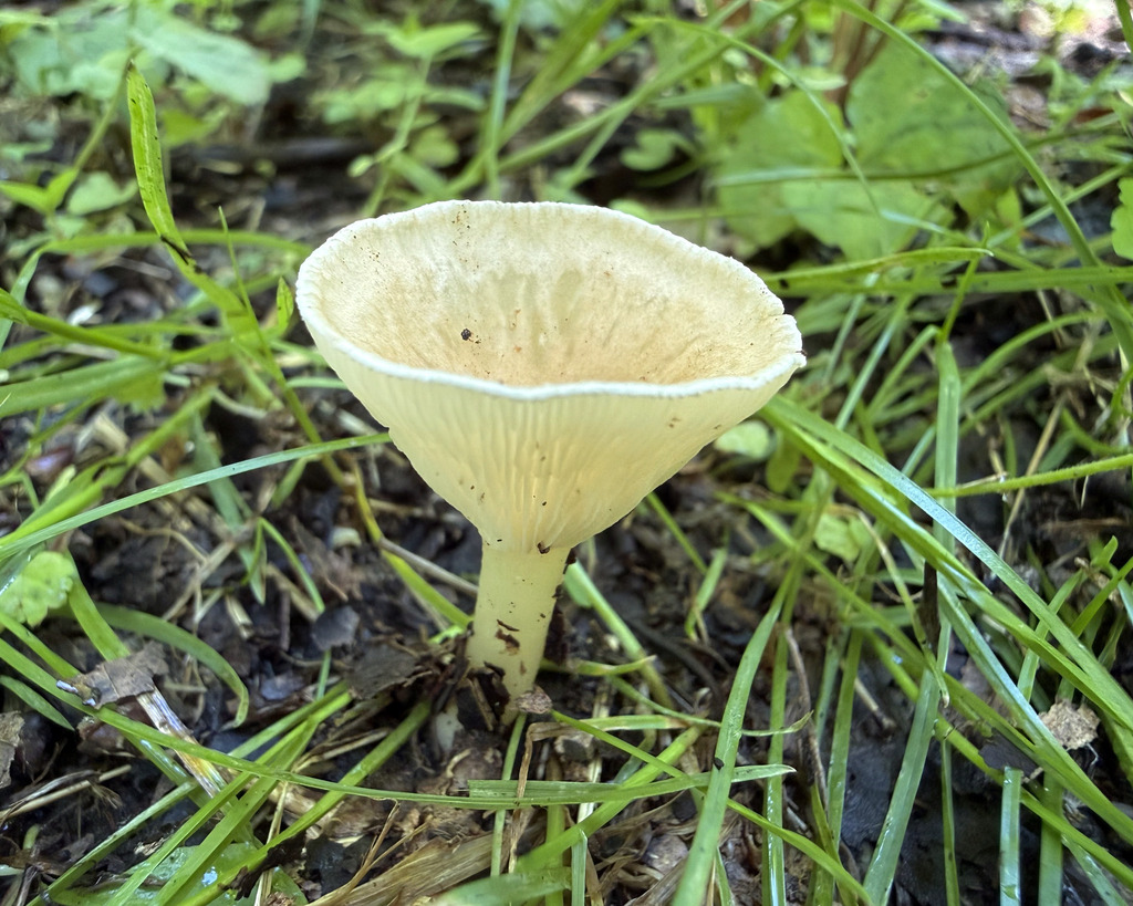 Common Funnel · June 2026 · photo: Photo: (c) Fluff Berger, some rights reserved (CC BY-SA) · iNaturalist