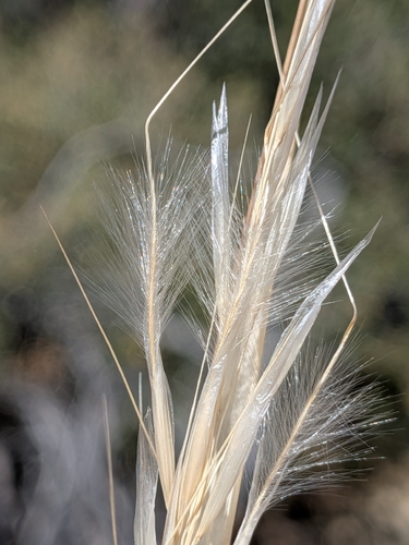 Pappostipa speciosa, photograph 6