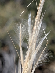 Pappostipa speciosa, photograph (c) Abraham Sánchez Romero, some rights reserved (CC BY)