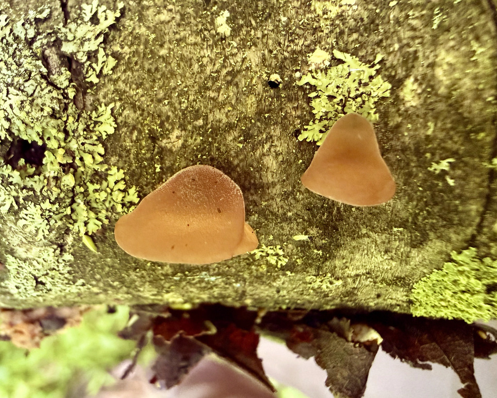 Jelly Tree Ear · June 2026 · photo: Photo: (c) Fluff Berger, some rights reserved (CC BY-SA) · iNaturalist