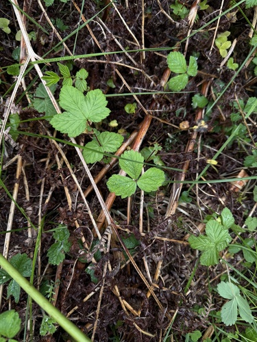 Potentilla sterilis, photograph 4
