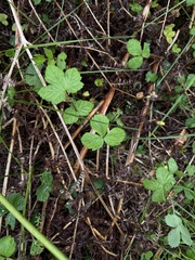 Potentilla sterilis, photograph (c) Ewan Shilland, some rights reserved (CC BY)