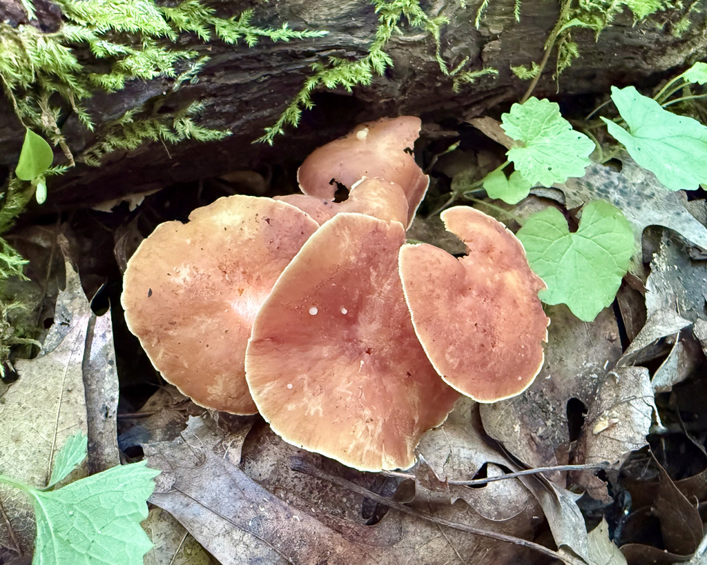 Oak-loving Gymnopus · June 2026 · photo: Photo: (c) Fluff Berger, some rights reserved (CC BY-SA) · iNaturalist