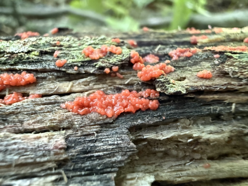 Tulasnella aurantiaca · June 2026 · photo: Photo: (c) Fluff Berger, some rights reserved (CC BY-SA) · iNaturalist