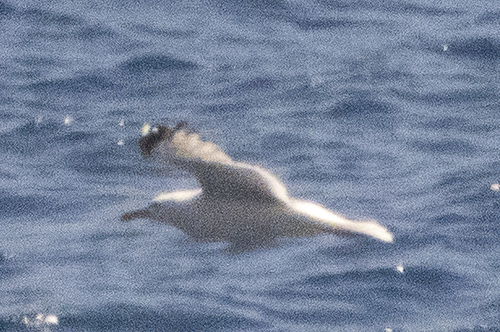 Yellow-legged Gull