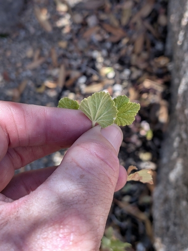 Ribes indecorum, 2026-06-18