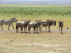 Connochaetes taurinus albojubatus