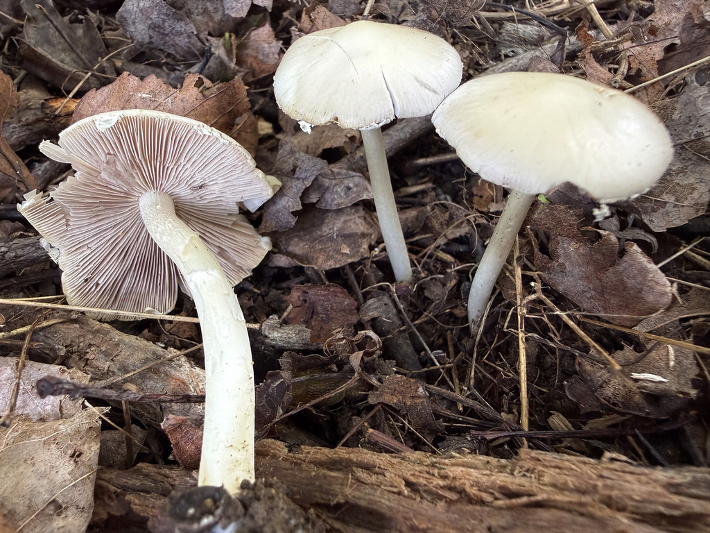 Pale Brittlestem · June 2026 · photo: Photo: (c) Fluff Berger, some rights reserved (CC BY-SA) · iNaturalist
