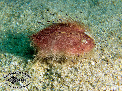 Lovenia cordiformis