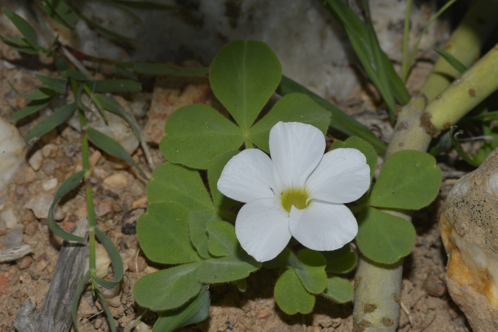 Oxalis stenoptera Turcz. 3