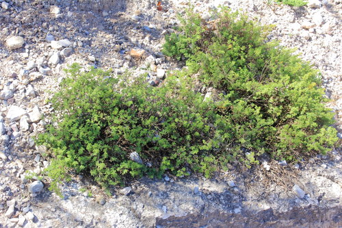 Dalea capitata