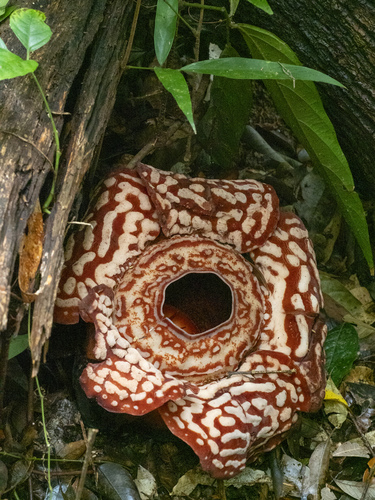 Rafflesia pricei (Rafflesia pricei)