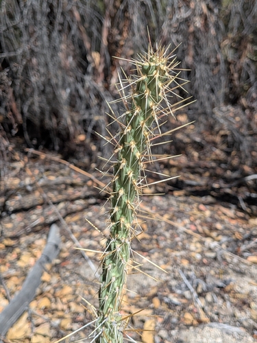 Cylindropuntia bernardina, photograph 2