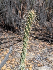 Cylindropuntia bernardina, photograph (c) Abraham Sánchez Romero, some rights reserved (CC BY)