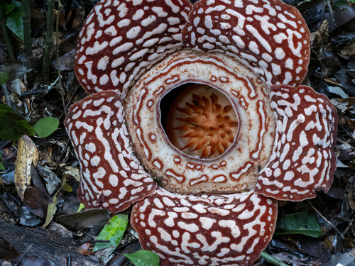 Rafflesia pricei (Rafflesia pricei)