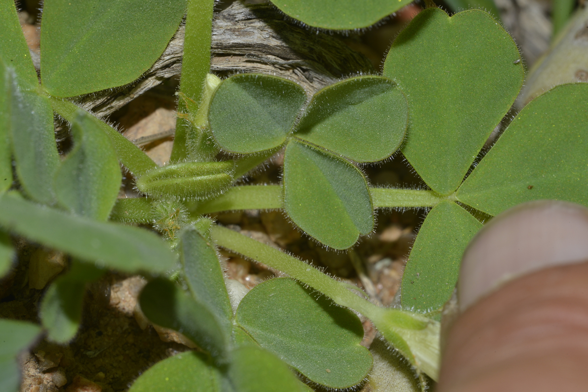Oxalis stenoptera Turcz. 4