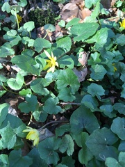 Ficaria verna