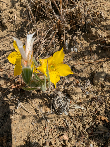 Mentzelia lindleyi, photograph 3