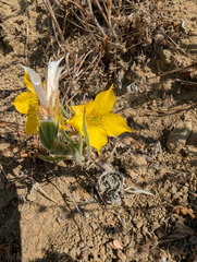 Mentzelia lindleyi, photograph (c) joergmlpts, some rights reserved (CC BY)