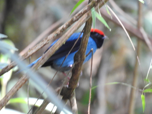 Swallow-tailed Manakin