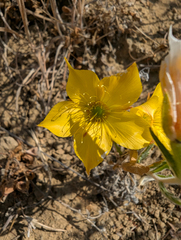 Mentzelia lindleyi, photograph (c) joergmlpts, some rights reserved (CC BY)