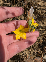 Mentzelia lindleyi