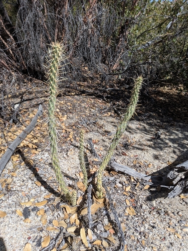 Cylindropuntia bernardina, photograph 3