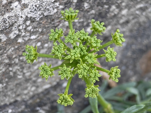 rock samphire