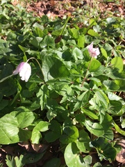 Anemonoides nemorosa