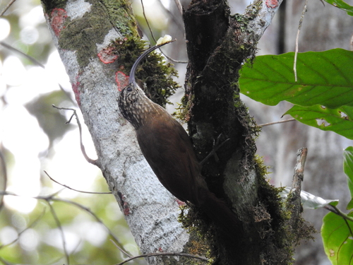 Black-billed Scythebill