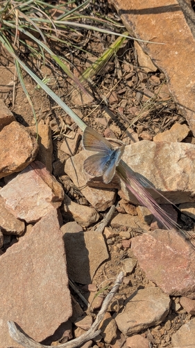 iNaturalist observation photo of Boisduval's Blue
